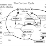 Pin On Nutrient Cycles SNC1D P