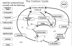 Pin On Nutrient Cycles SNC1D P
