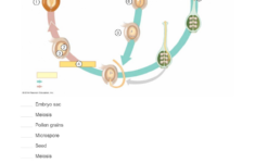 Budgeting Scenarios: Ch02 L06 - Financial Planning Post-High pertaining to Budgeting For Life After High School Worksheet Answers Quizlet